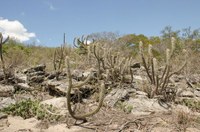 Aprovado em 1º turno projeto que trata sobre a conservação e o uso sustentável da Caatinga