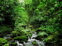 Deputados destacam passagem do Dia Mundial do Meio Ambiente