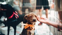 Aprovado projeto que institui o Dia Estadual da Adoção Animal