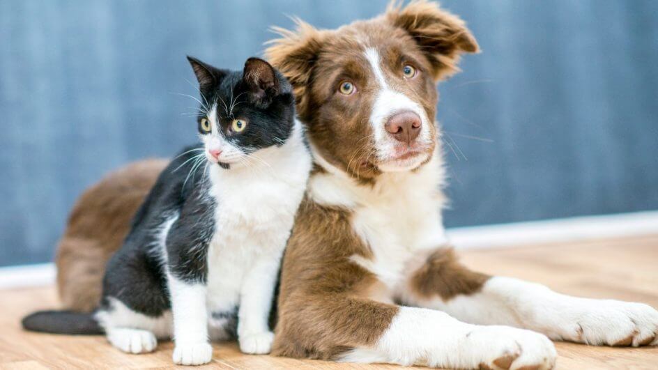 Projeto de lei proíbe tatuagens e piercings em cães e gatos