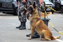 Aprovado projeto de criação de abrigos permanentes para cães da Polícia Militar
