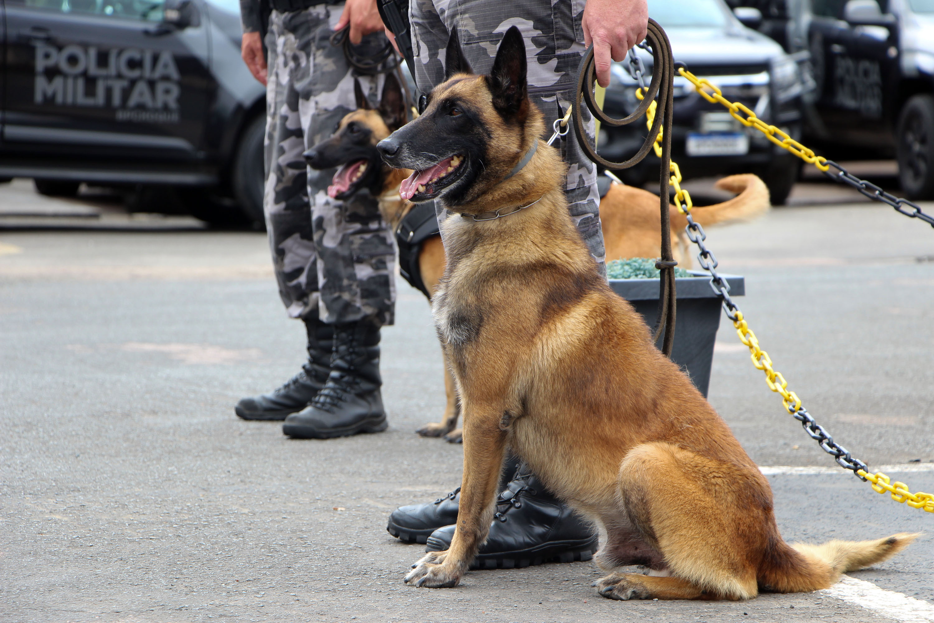 Aprovado projeto de criação de abrigos permanentes para cães da Polícia Militar
