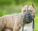 Discutido projeto que obriga uso de focinheira em determinadas raças de cães Discutido projeto que obriga uso de focinheira em determinadas raças de cães