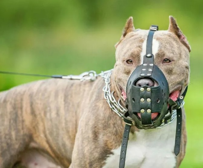 Discutido projeto que obriga uso de focinheira em determinadas raças de cães