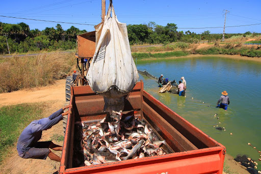 Projeto autoriza cultura do peixe panga em Alagoas