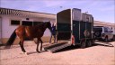 Aprovado projeto que institui o Passaporte Equestre para o transporte de animais em Alagoas Aprovado projeto que institui o Passaporte Equestre para o transporte de animais em Alagoas