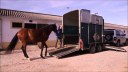 Aprovado projeto que institui o Passaporte Equestre para o transporte de animais em Alagoas