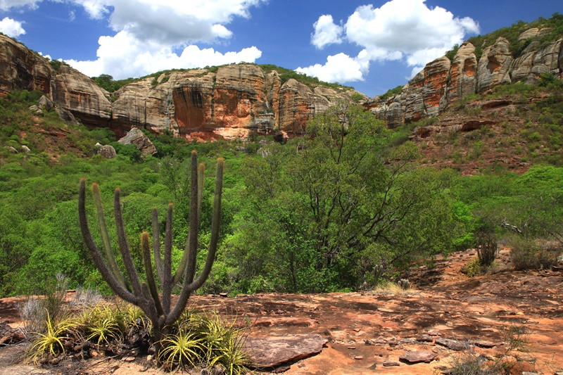 Aprovado em 2º turno projeto que dispõe sobre utilização e proteção da Caatinga