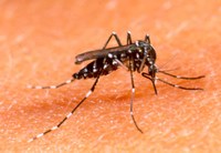 Projeto isenta de impostos os repelentes contra mosquitos