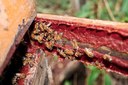 Reorganização dos APLs da apicultura, com ênfase na produção de própolis, será debatida  em sessão especial