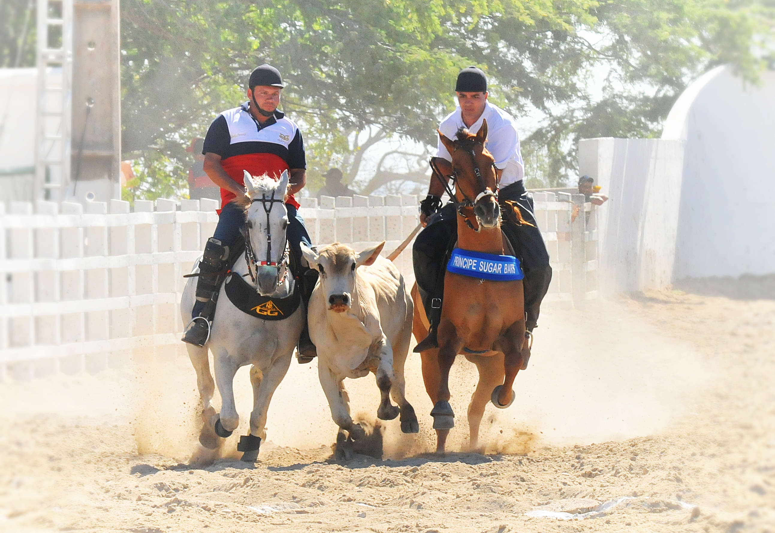 Rodeios e vaquejadas podem se tornar patrimônio cultural do país