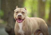 Sessão especial discutirá posse e circulação de cães considerados agressivos